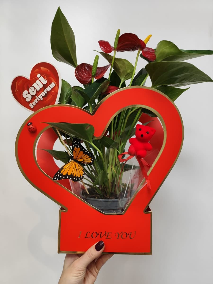 Kalpli Kutuda Kırmızı Antoryum - Şık & Romantik Saksı Çiçeği