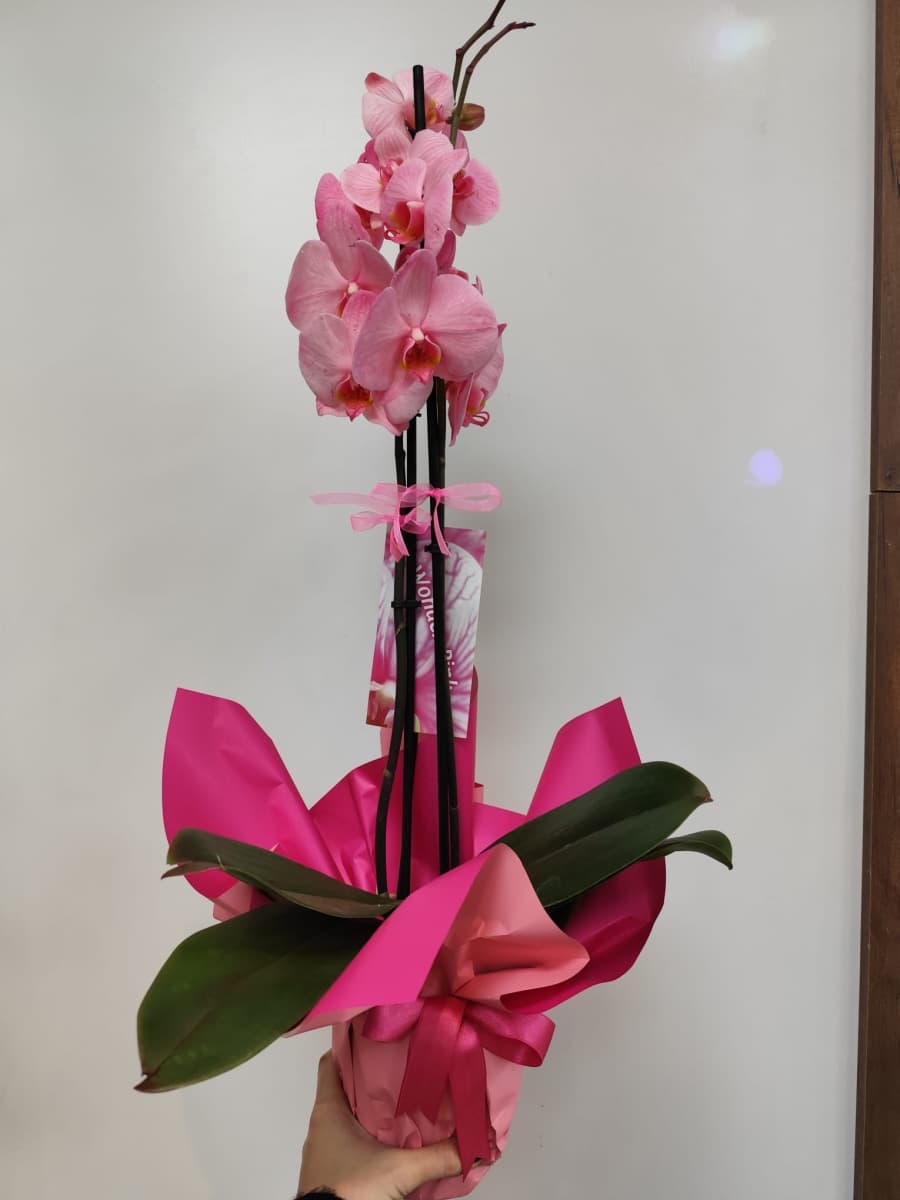 PEMBE 2 DAL ORKİDE